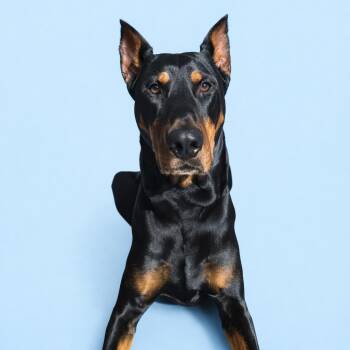 Doberman Pinscher Dogs Available for Adoption - Mango | PetCurious