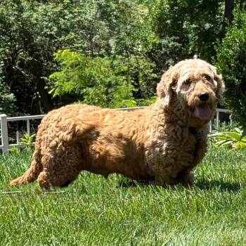 Charlotte -  Golden Retriever and Miniature Poodle Dog for Adoption in Cincinnati, Ohio - Charlotte | PetCurious