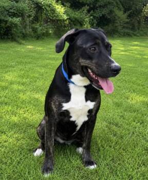 Angel -  Labrador Retriever Dog for Adoption in Ozark, Alabama - Angel | PetCurious