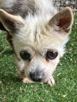 Dobby -  Chihuahua Dog for Adoption in Manchester, Tennessee - Dobby | PetCurious