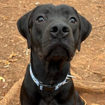 Black Labrador Retriever and Pit Bull Terrier Dogs Available for Adoption in Roanoke, Virginia - Midnight | PetCurious