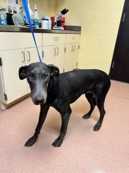 Doberman Pinscher and Weimaraner Dogs Available for Adoption in Cookeville, Tennessee - LUNA | PetCurious
