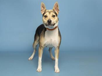 LARISSA -  German Shepherd Dog and Mixed Breed Dog for Adoption in Phoenix, Arizona - LARISSA | PetCurious