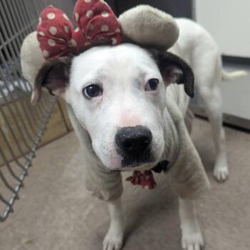 Mixed Breed Dogs Available for Adoption - Doopie | PetCurious