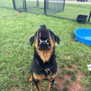 Dior -  Rottweiler Dog for Adoption in York, Pennsylvania - Dior | PetCurious