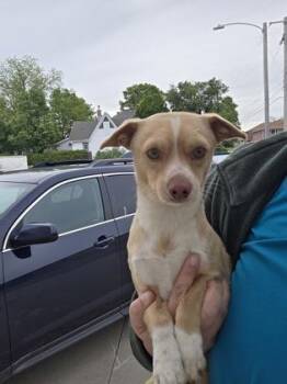 Chihuahua and Dachshund Dogs Available for Adoption in Beatrice, Nebraska - Baguette | PetCurious