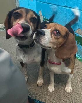 Pip - At shelter available 8/31 -  Beagle Dog for Adoption in Rustburg, Virginia - Pip - At Shelter Available 8/31 | PetCurious