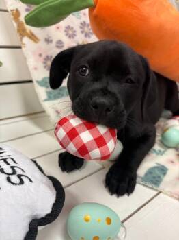 Labrador Retriever Dogs Available for Adoption - 26Hyacinth | PetCurious