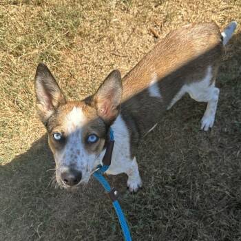 Chucky -  Mixed Breed Dog for Adoption in Chattanooga, Tennessee - Chucky | PetCurious
