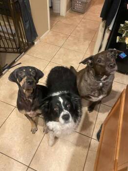 Coonhound and Mixed Breed Dogs Available for Adoption - Bailey | PetCurious