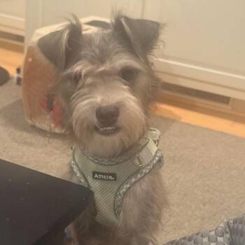 Scruffy Duffy (Ralphie) -  Terrier and Miniature Schnauzer Dog for Adoption in Prospect, Kentucky - Scruffy Duffy (Ralphie) | PetCurious