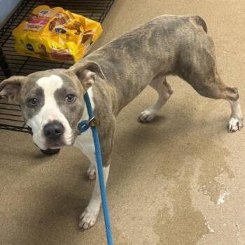 Cabbage Stew -  Mixed Breed Dog for Adoption in Chamblee, Georgia - Cabbage Stew | PetCurious