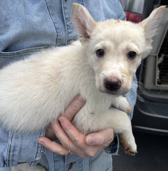 Prada -  German Shepherd Dog Dog for Adoption in Pottsville, Pennsylvania - Prada | PetCurious