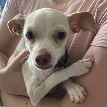 Keanu Reeves -  Chihuahua Dog for Adoption in New York, New York - Keanu Reeves | PetCurious