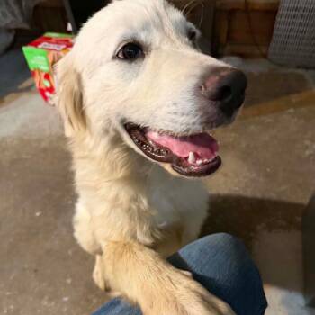 Polar Bear -  Great Pyrenees and Retriever Dog for Adoption in Sonoma, California - Polar Bear | PetCurious