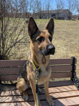 German Shepherd Dog Dogs Available for Adoption in Kalamazoo, Michigan - Paprika | PetCurious
