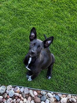 Shadow -  Labrador Retriever Dog for Adoption in Colorado Springs, Colorado - Shadow | PetCurious