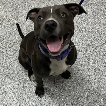 Hoopla -  American Staffordshire Terrier Dog for Adoption in Grand Rapids, Michigan - Hoopla | PetCurious