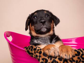 Australian Shepherd and Rottweiler Dogs Available for Adoption in Palo Alto, California - Crime: Felony | PetCurious