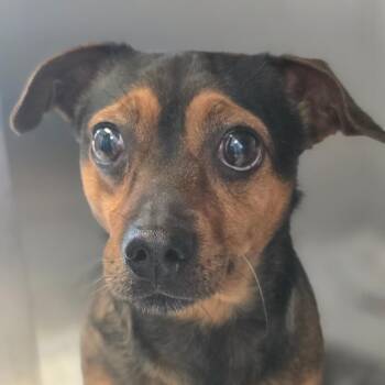 Buscemi -  Mixed Breed Dog for Adoption in Huntsville, Alabama - Buscemi | PetCurious