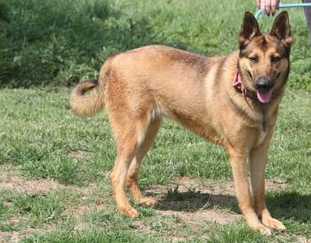 Belgian Shepherd Malinois and Akita Dogs Available for Adoption in Marietta, Ohio - Petunia (Photos 4/24/2026) | PetCurious