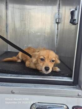 BROWNIE -  Chihuahua Dog for Adoption in San Antonio, Texas - BROWNIE | PetCurious