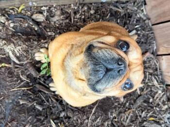 Copper -  French Bulldog Dog for Adoption in North Freedom, Wisconsin - Copper | PetCurious