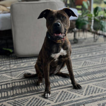 Rescue Boxer and American Staffordshire Terrier Dogs for Adoption in Aberdeen, North Carolina - Jovie | PetCurious