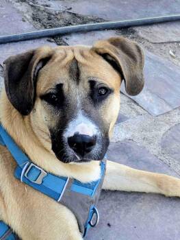 Dobby -  Mixed Breed Dog for Adoption in Albuquerque, New Mexico - Dobby | PetCurious