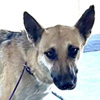 Valerie - URGENT - 24-HOUR NOTICE -  German Shepherd Dog Dog for Adoption in Thousand Oaks, California - Valerie - URGENT - 24-HOUR NOTICE | PetCurious