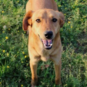 English Pointer Dogs Available for Adoption in Oswego, Illinois - Foster Cinderella | PetCurious