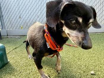 *Lily Pad* -  Dachshund Dog for Adoption in Salt Lake City, Utah - *Lily Pad* | PetCurious
