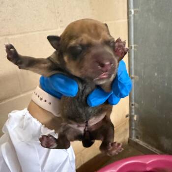 Terrier and Shepherd Dogs Available for Adoption in Edinburg, Texas - Catherine | PetCurious