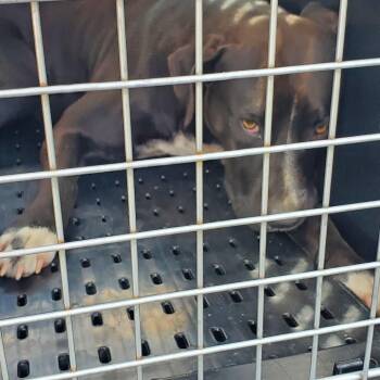 Olivia Dean -  Mixed Breed Dog for Adoption in Lake Jackson, Texas - Olivia Dean | PetCurious