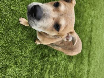 Rescue Shepherd Dogs for Adoption in Liberty, Missouri - Macguire | PetCurious