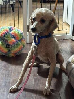 Rescue Poodle Dogs for Adoption in Alden, New York - Hazel | PetCurious
