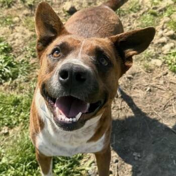 Laney * -  Pit Bull Terrier Dog for Adoption in Wadena, Minnesota - Laney * | PetCurious