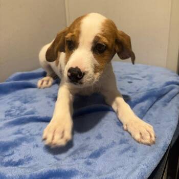 Wirehaired Terrier and Mixed Breed Dogs Available for Adoption in Tampa, Florida - Rihanna | PetCurious
