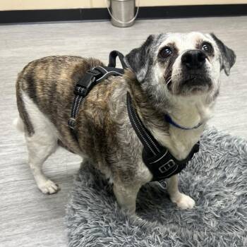 Terrier Dogs Available for Adoption in State College, Pennsylvania - Obi | PetCurious