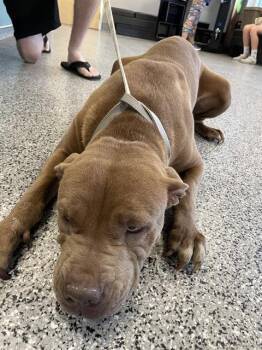 ZARYA -  Mixed Breed Dog for Adoption in Palmetto, Florida - ZARYA | PetCurious