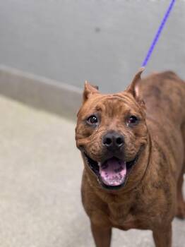 Boxer and Mixed Breed Dogs Available for Adoption - BRANDI | PetCurious