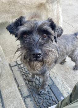 Rescue Schnauzer and Terrier Dogs for Adoption in Boulder, Colorado - Nala | PetCurious