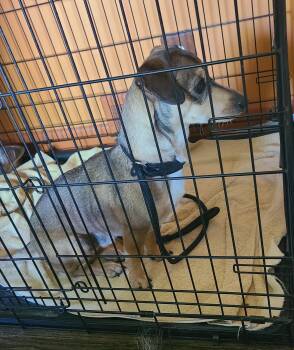 Dachshund Dogs Available for Adoption in Hillside, Illinois - Warren H | PetCurious