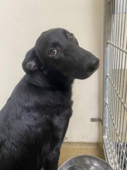 Tank -  German Shepherd Dog Dog for Adoption in Vancouver, Washington - Tank | PetCurious