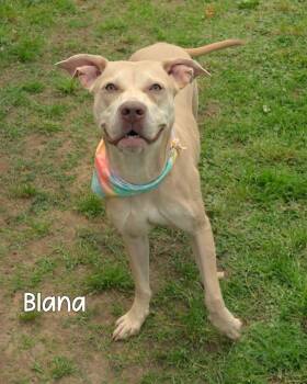 Blana -  Pit Bull Terrier Dog Available for Adoption in Gautier, Mississippi - Blana | PetCurious