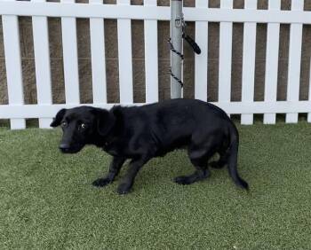 Dachshund and Mixed Breed Dogs Available for Adoption in Modesto, California - A611006 | PetCurious