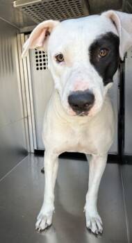 Rescue Pit Bull Terrier and Mixed Breed Dogs for Adoption in Fort Worth, Texas - 59458374 | PetCurious