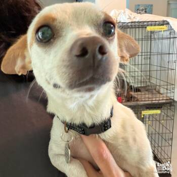 Colette -  Chihuahua Dog for Adoption in Washington, District Of Columbia - Colette | PetCurious