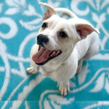 Timmy -  Jack Russell Terrier and Terrier Dog for Adoption in Boerne, Texas - Timmy | PetCurious