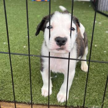 Elvis -  American Staffordshire Terrier and Mixed Breed Dog for Adoption in Cartersville, Georgia - Elvis | PetCurious